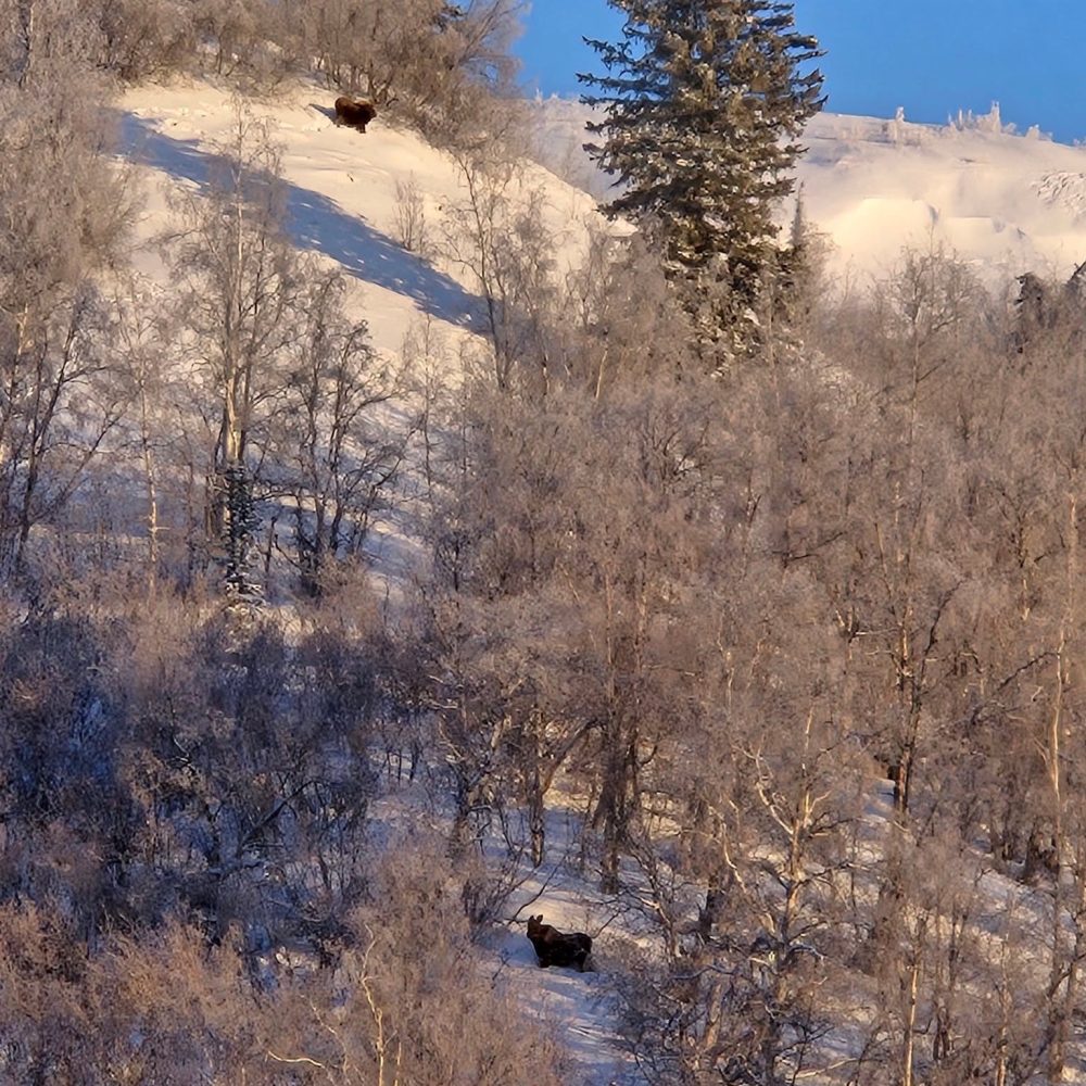 snow-covered-landscape-with-moose-polar-adventures-inuvik.jpg snow-covered-landscape-with-moose-polar-adventures-inuvik.jpg
